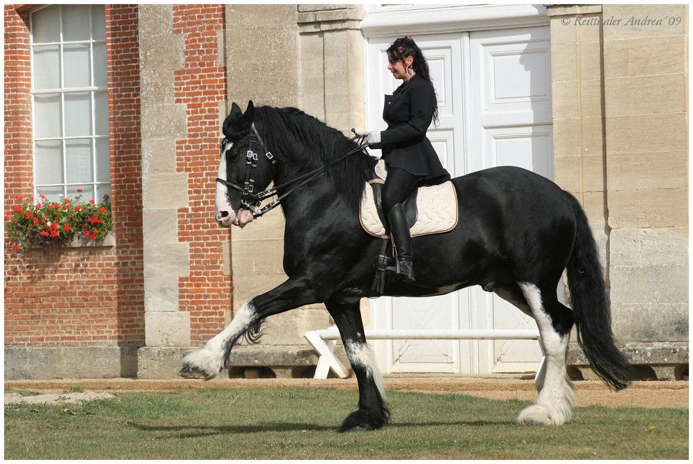 Heavy Horse Dressage